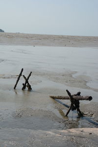 Driftwood on beach against sky