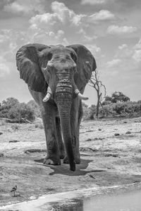 Portrait of elephant on field against sky