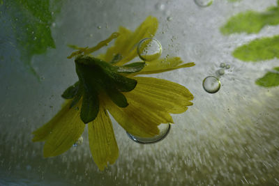 High angle view of raindrops on plant