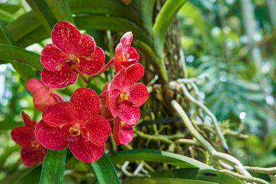 Close-up of red flowering plant