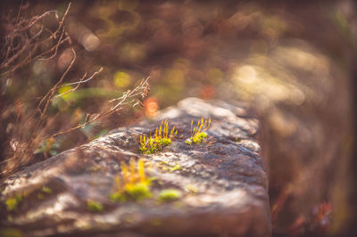 Close-up of moss growing on tree trunk