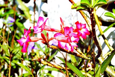 Close-up of pink flowers blooming outdoors