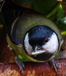 Close-up of bird perching outdoors