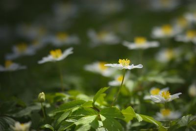 Close-up of flowers blooming outdoors