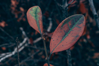 Close-up of autumnal leaves