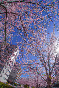 Low angle view of cherry blossom tree in city