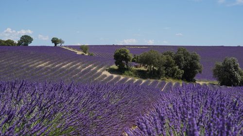 Scenic view of landscape with lavender fields against sky