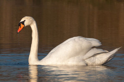 Swan swimming in lake