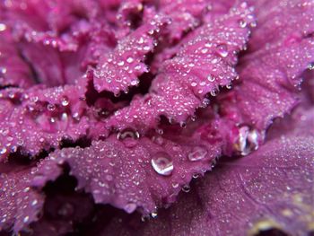 Close-up of wet pink flower