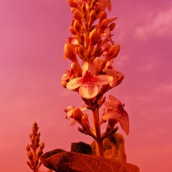 Close-up of flowering plant against orange sky