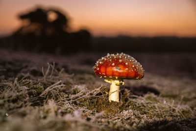 Close-up of fly agaric mushroom on field