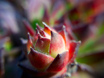 Close-up of succulent plant