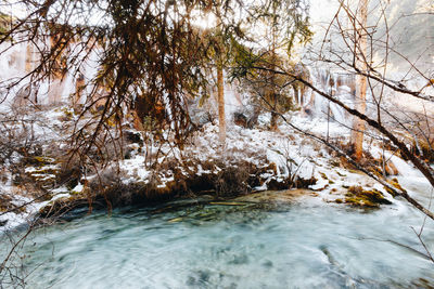 Scenic view of river amidst trees in forest