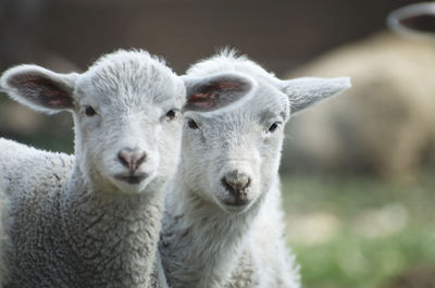 Close-up portrait of sheep