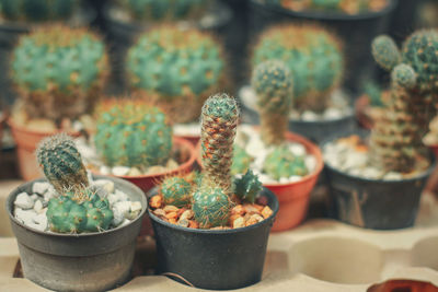 Close-up of potted plants