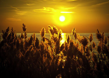 Silhouette plants against orange sky during sunset