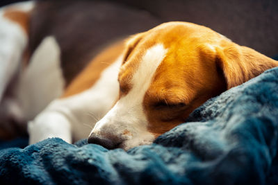 Close-up of dog sleeping