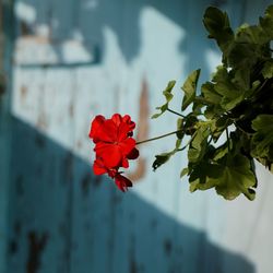 Close-up of red hibiscus blooming outdoors