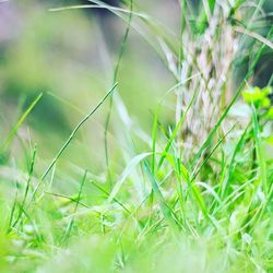 Close-up of grass growing on field