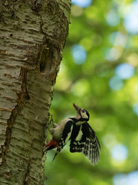 Close-up of insect on tree trunk