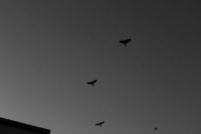 Low angle view of birds flying in sky