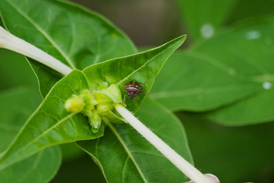 Close-up of insect on leaf