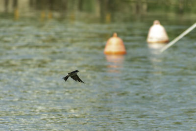 Bird flying over sea