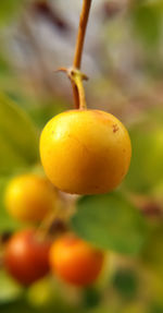 Close-up of orange