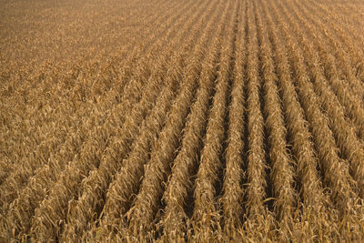 Full frame shot of wheat field