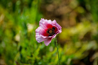 Close-up of insect on pink flower