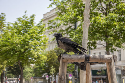 Bird perching on wooden post