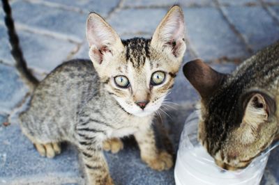 Kitten drinking from container