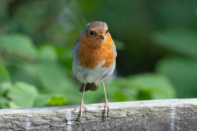 Portrait of a european robin  perching on a wooden fence