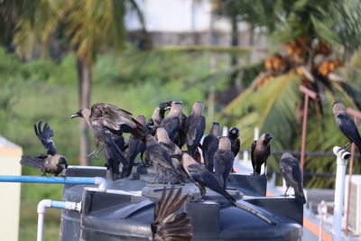 Birds perching on railing