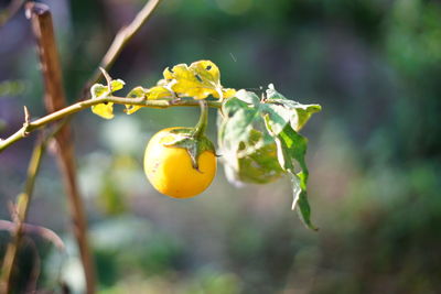 Close-up of lemon growing on plant