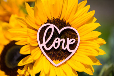 Close-up of yellow flower with heart shape