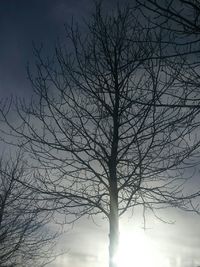 bare tree