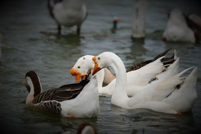 View of swans swimming in lake