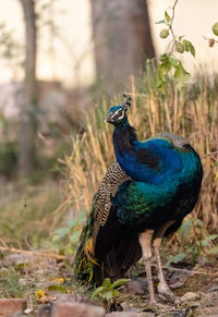 Close-up of a peacock