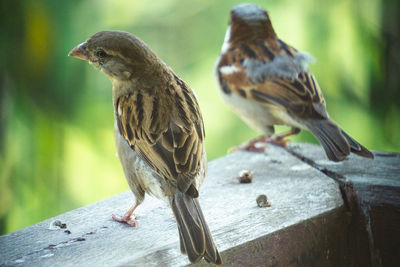 Close-up of bird perching on wooden post