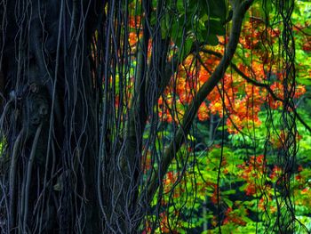 Trees in forest
