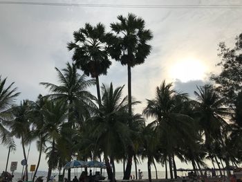 Low angle view of palm trees against sky