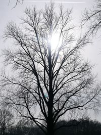 Low angle view of bare tree against sky