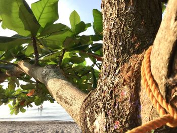 Low angle view of a tree