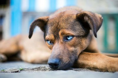 Close-up portrait of dog