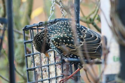 Close-up of bird perching outdoors