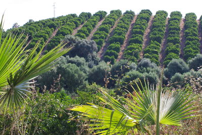 Palm trees on field against sky