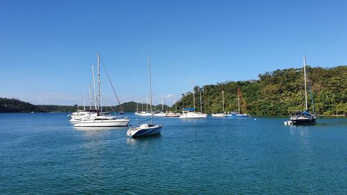 Sailboats moored in marina against clear blue sky