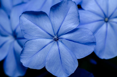 Close-up of purple hydrangea plant