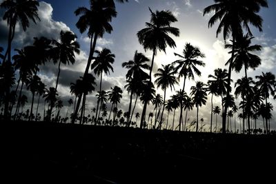 Silhouette of palm trees at sunset